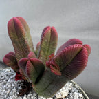 Crassula pyramidalis