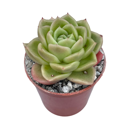 Echeveria 'Crystal Maze'