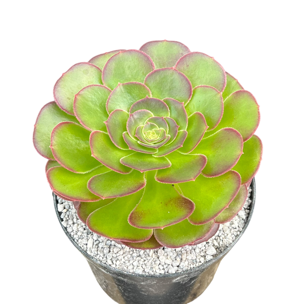 Aeonium 'Durango'