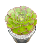 Aeonium 'Durango'
