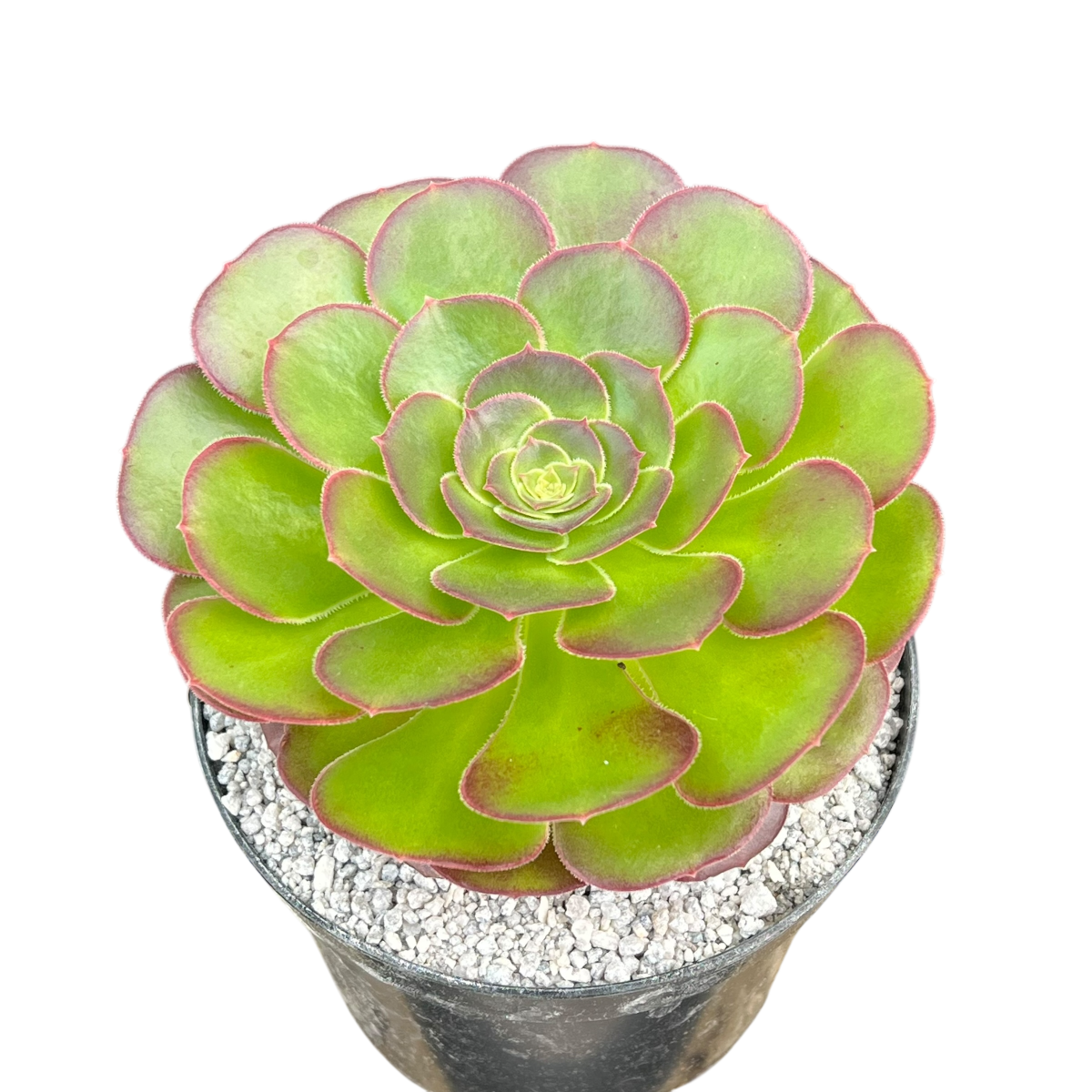 Aeonium 'Durango'