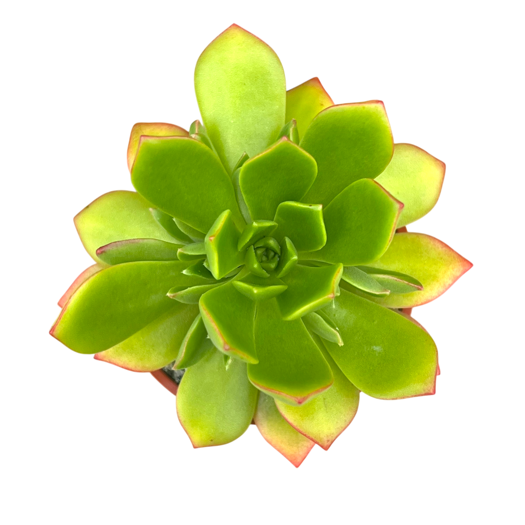 Aeonium 'Green Crush'