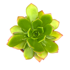 Aeonium 'Green Crush'