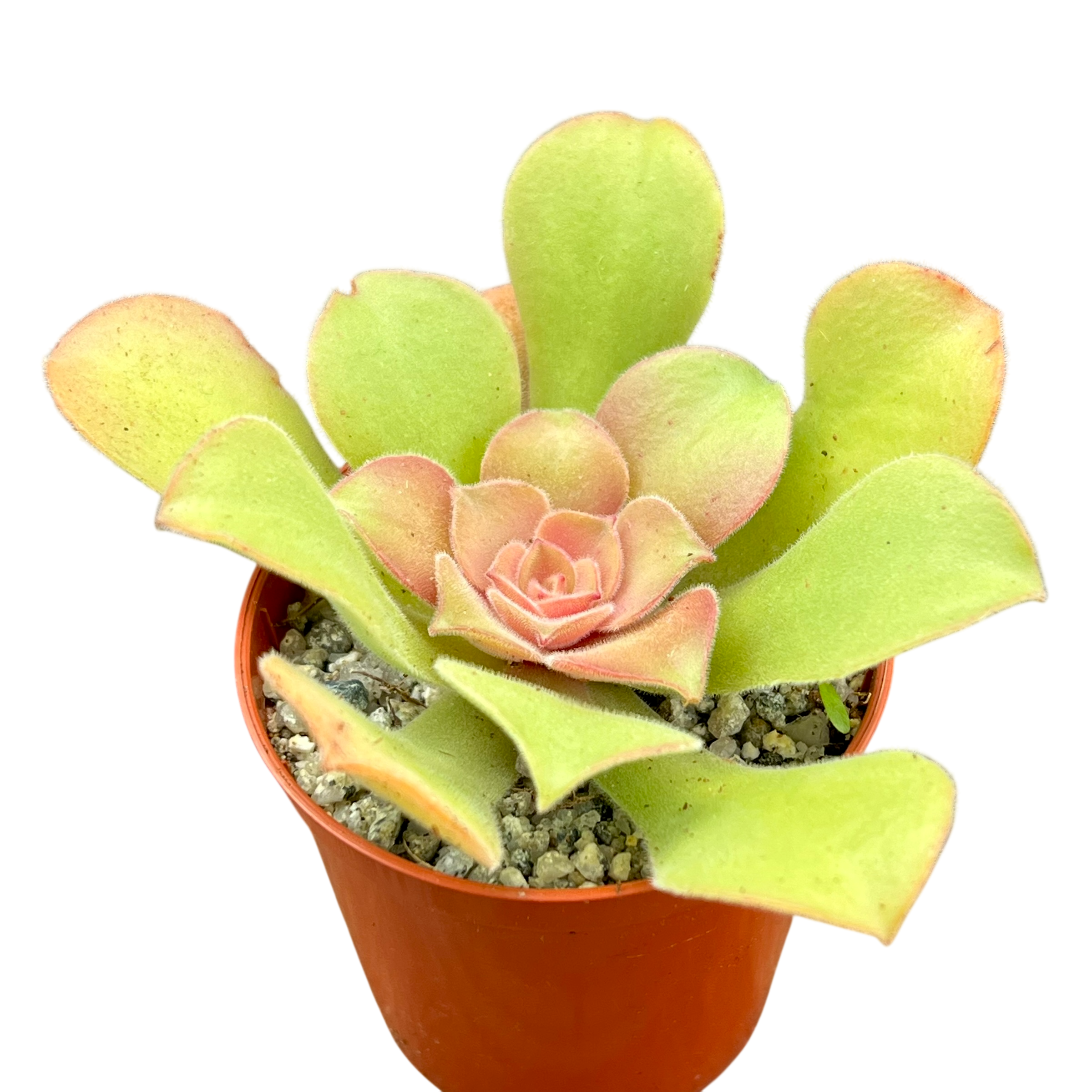 Aeonium canariense var. virgineum