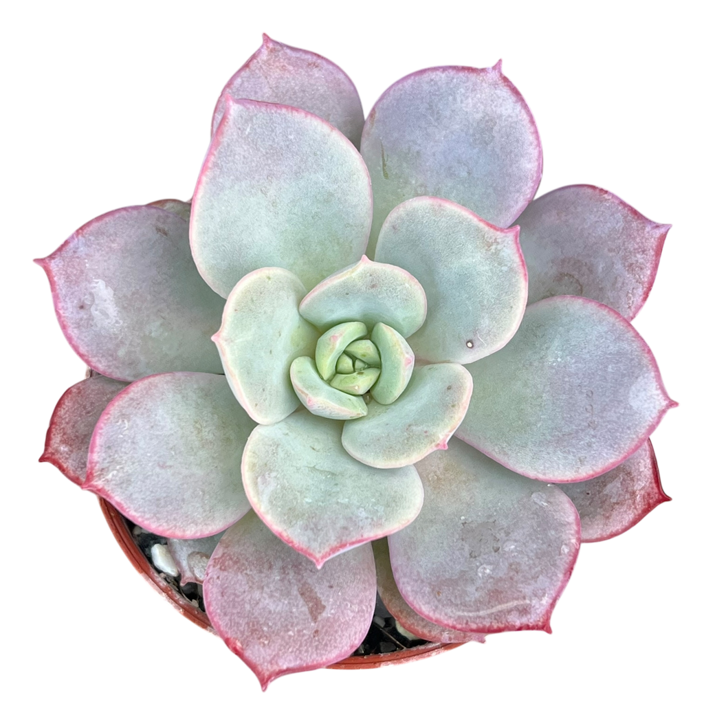 Echeveria subcorymbosa (Lau 026)