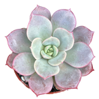 Echeveria subcorymbosa (Lau 026)