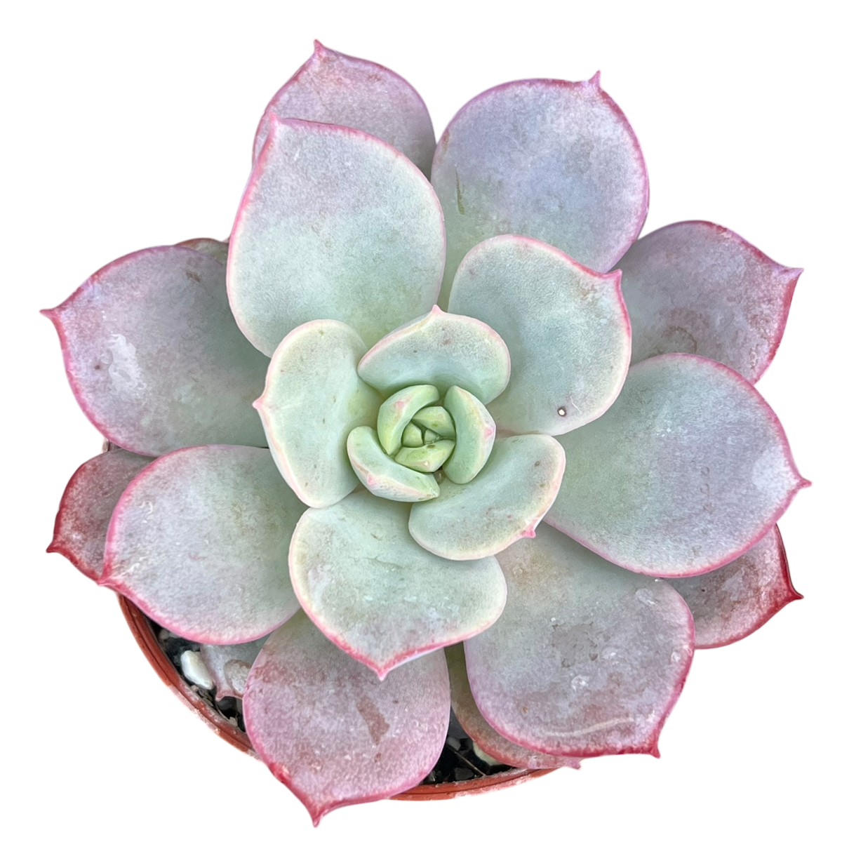Echeveria subcorymbosa (Lau 026)
