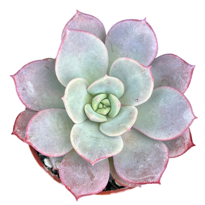 Echeveria subcorymbosa (Lau 026)