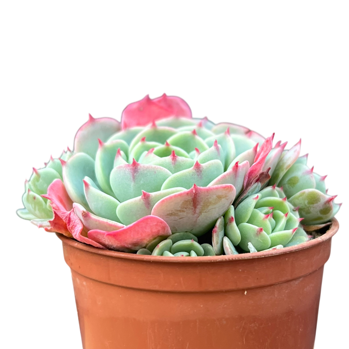 エケベリア・セクンダ ISI 2001-30 – Surreal Succulents エケベリア・セクンダ ISI 2001-30 – Surreal Succulents