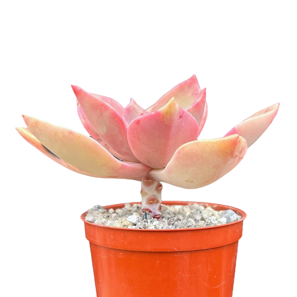 x Graptoveria 'Douglas Huth'