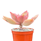 x Graptoveria 'Douglas Huth'