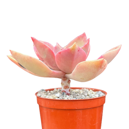 x Graptoveria 'Douglas Huth'
