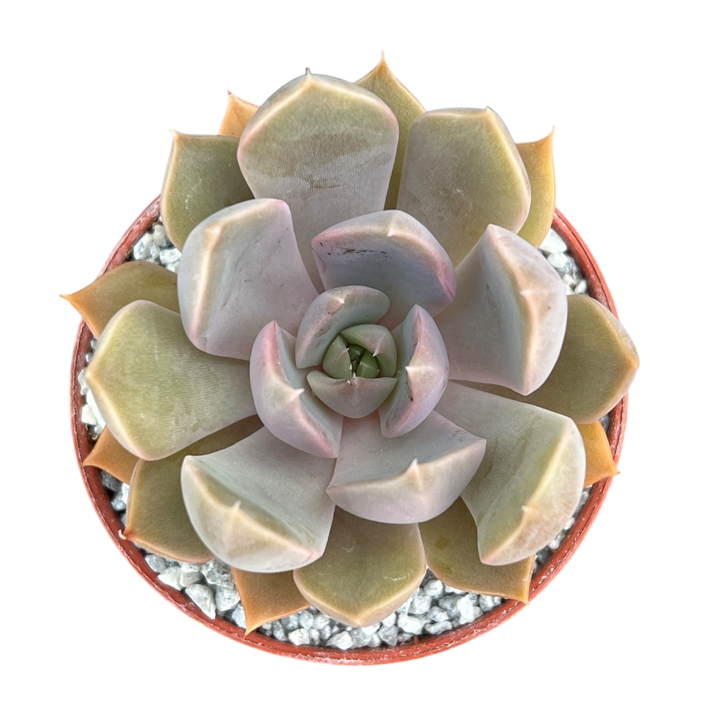 Echeveria 'Mensa'
