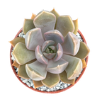 Echeveria 'Mensa'