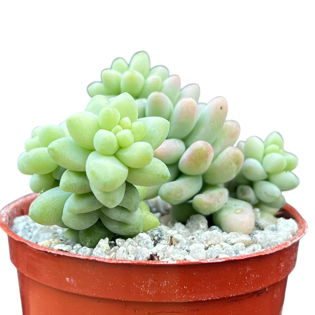 Sedum burrito