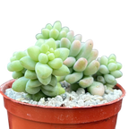 Sedum burrito