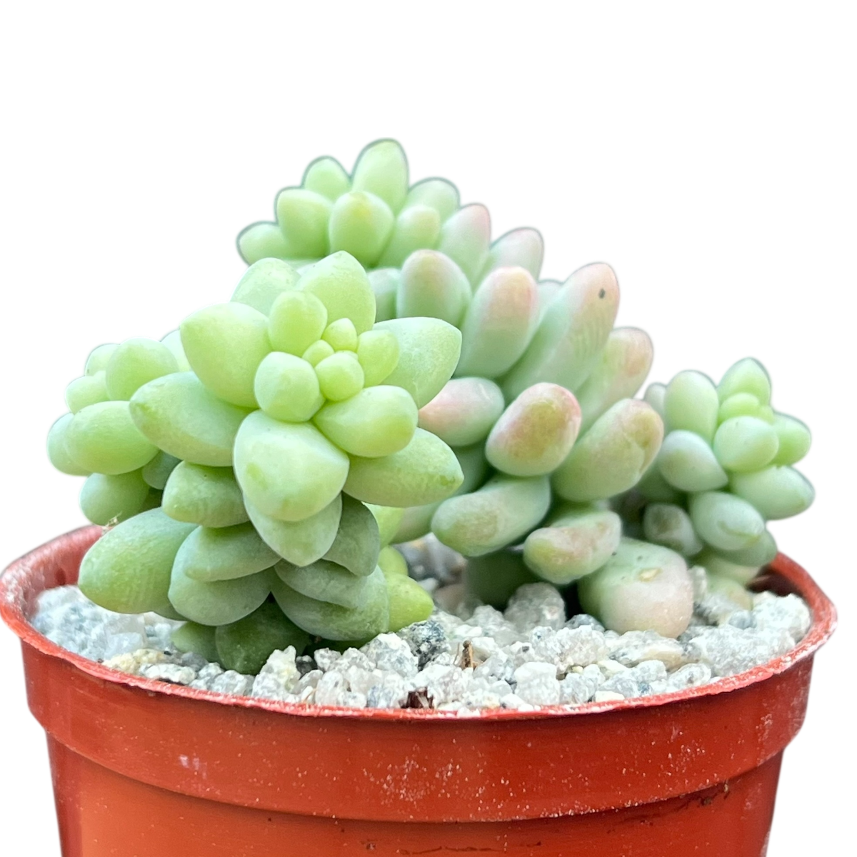 Sedum burrito