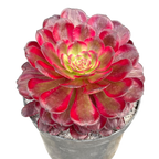 Aeonium 'Mardi Gras'