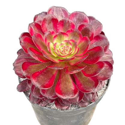 Aeonium 'Mardi Gras'