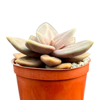 Echeveria xichuensis