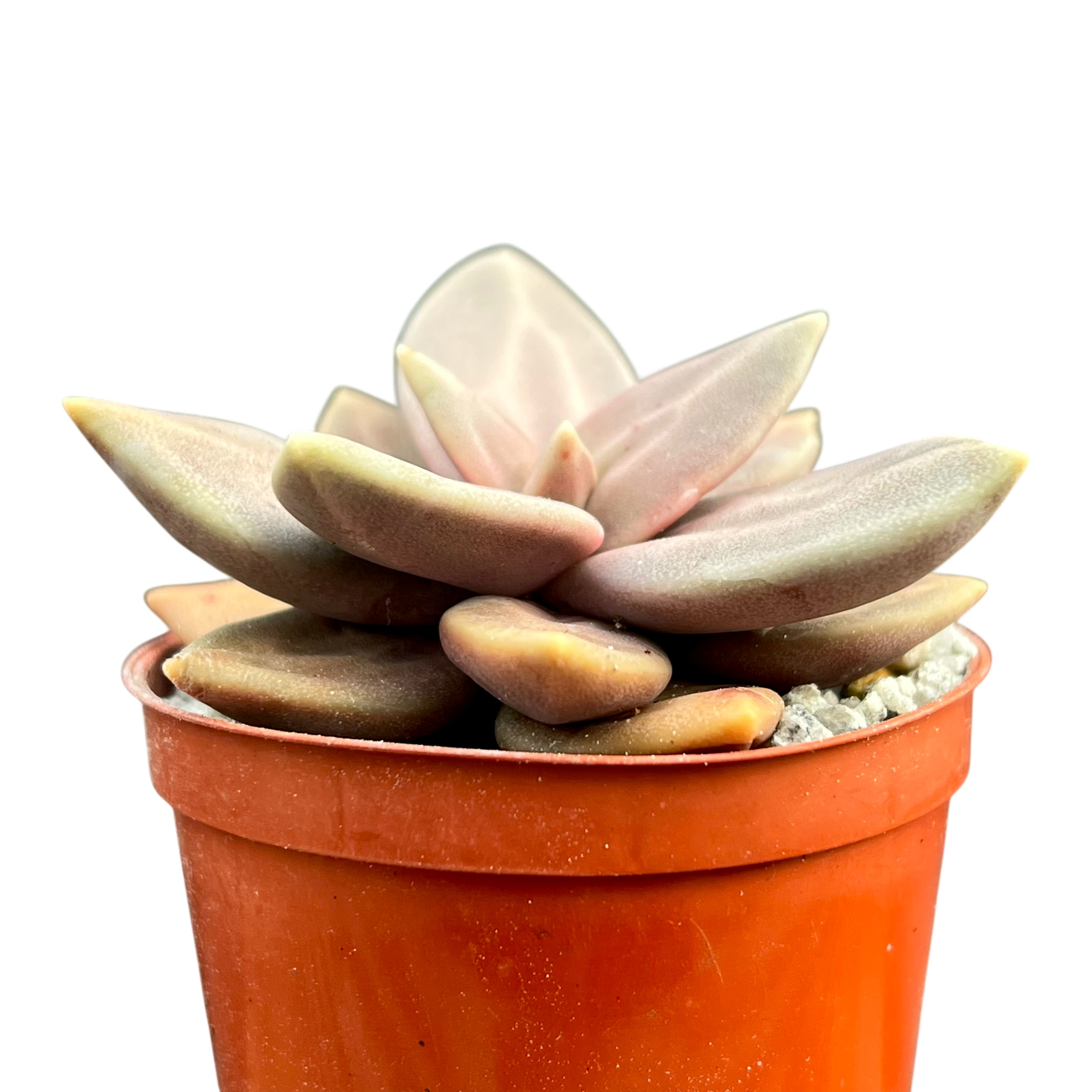 Echeveria xichuensis