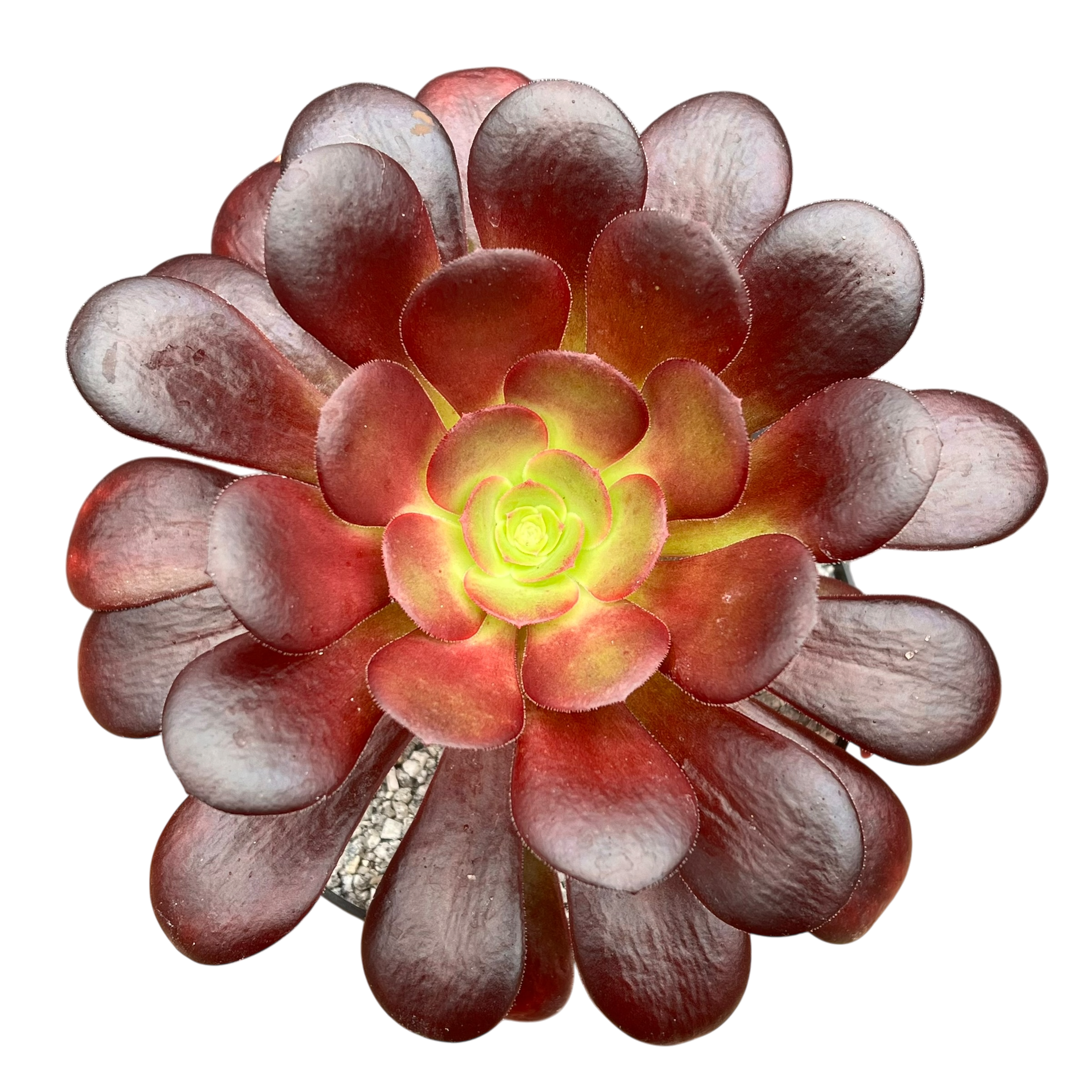 アエオニウム 'ベロア' – Surreal Succulents