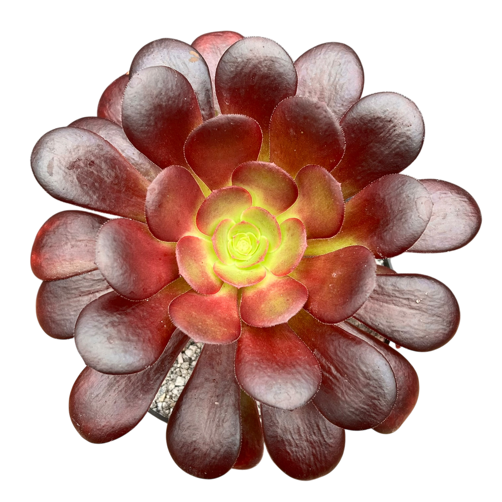 Aeonium 'Velour'