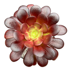Aeonium 'Velour'