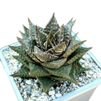 Haworthia limifolia