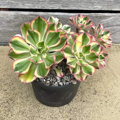 Aeonium 'Marnier Lapostlle' variegata