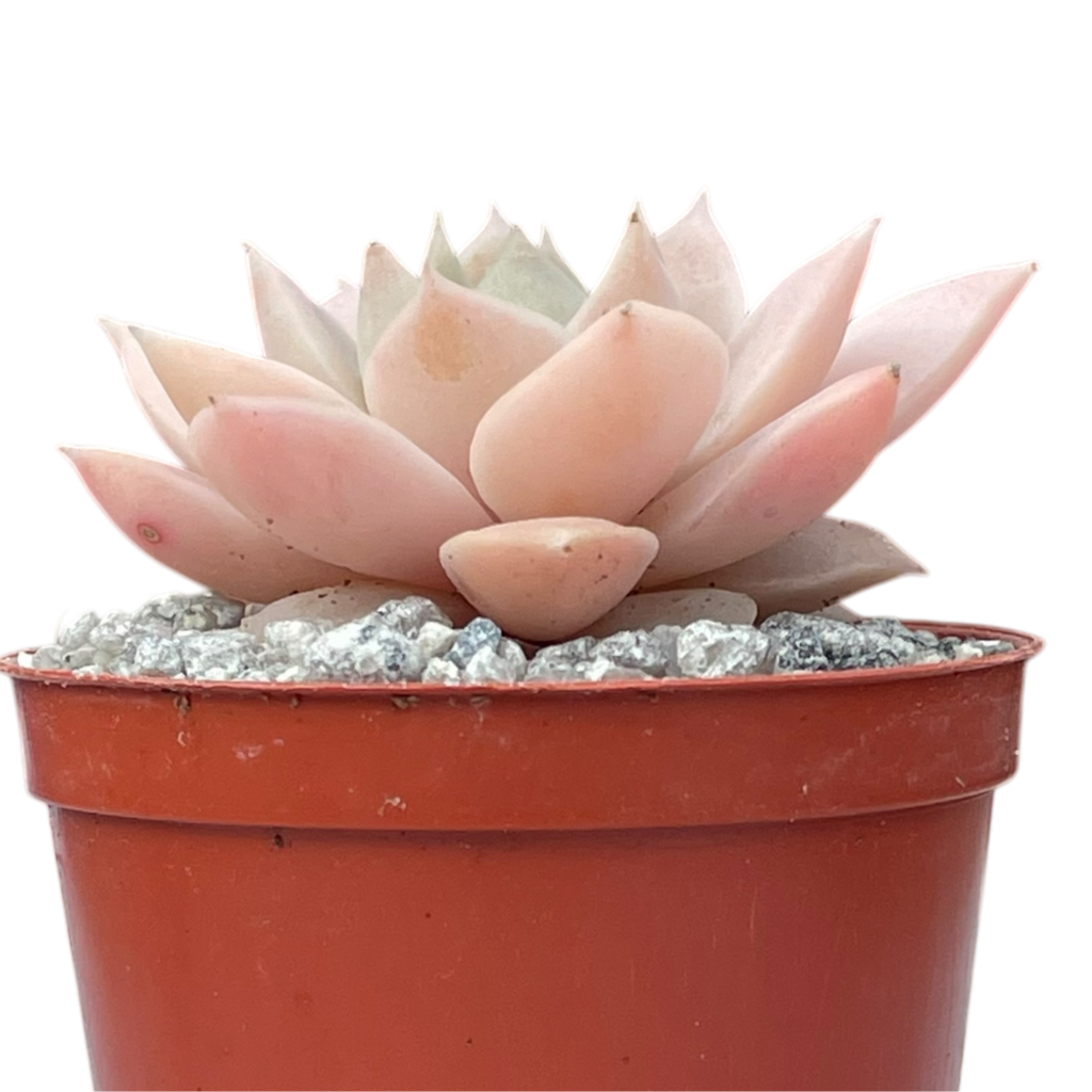 Echeveria 'Van Breen'