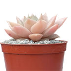Echeveria 'Van Breen'