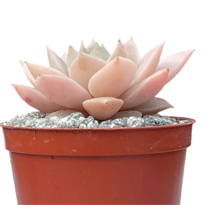 Echeveria 'Van Breen'