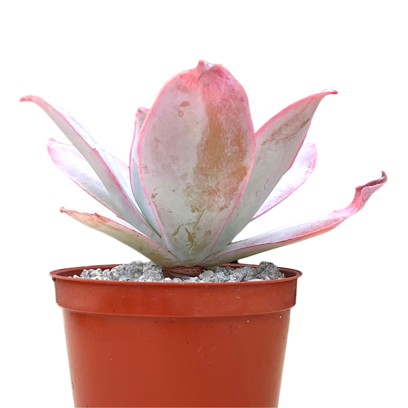 Echeveria cante