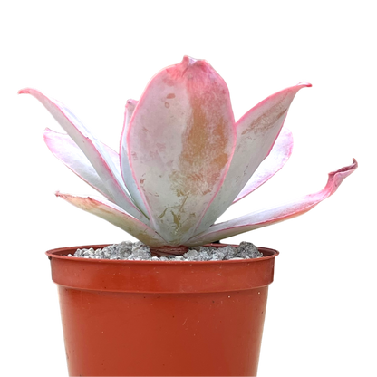 Echeveria cante