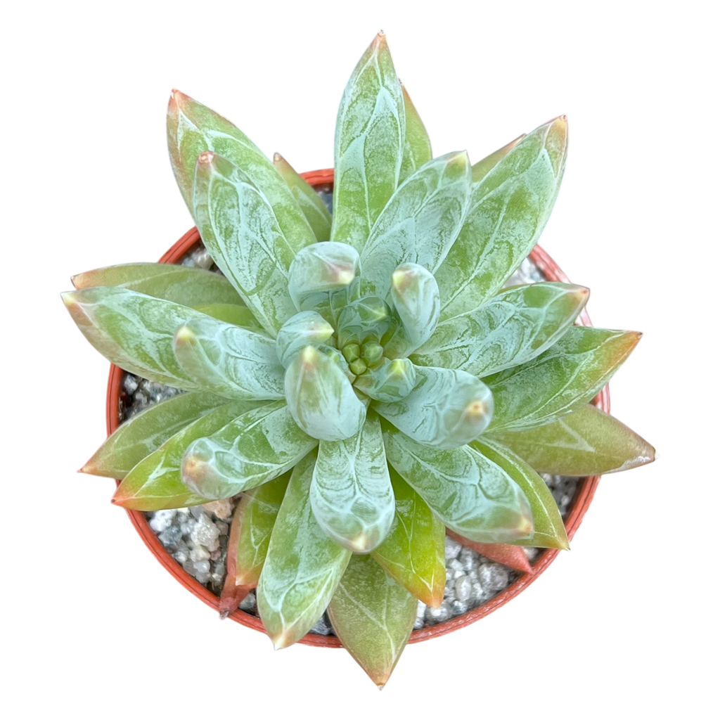 x Pachyveria 'Yvonne'