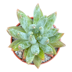 x Pachyveria 'Yvonne'