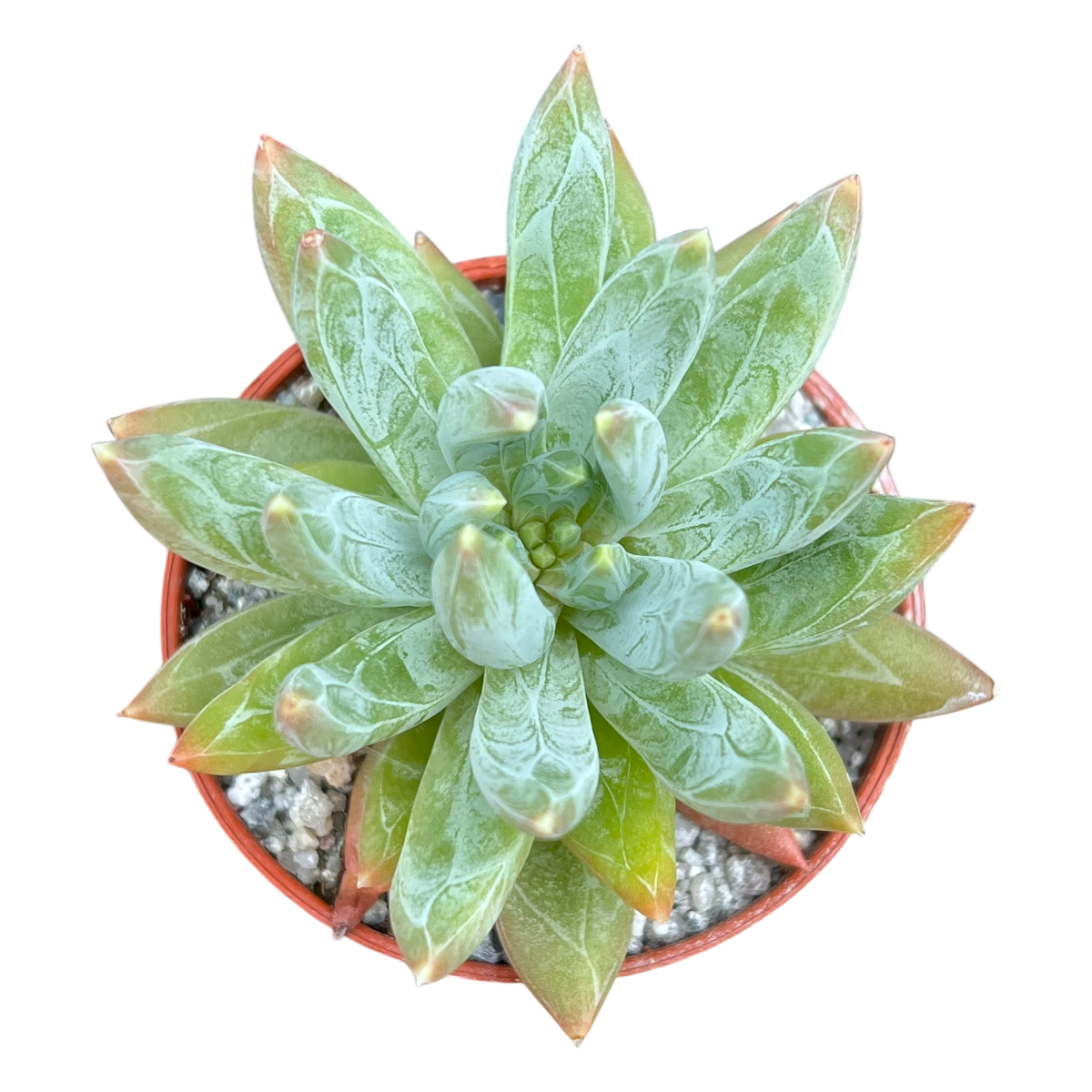 x Pachyveria 'Yvonne'