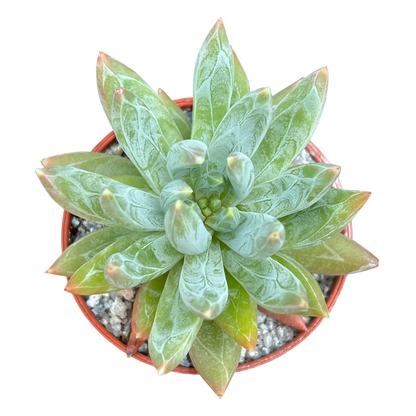 x Pachyveria 'Yvonne'
