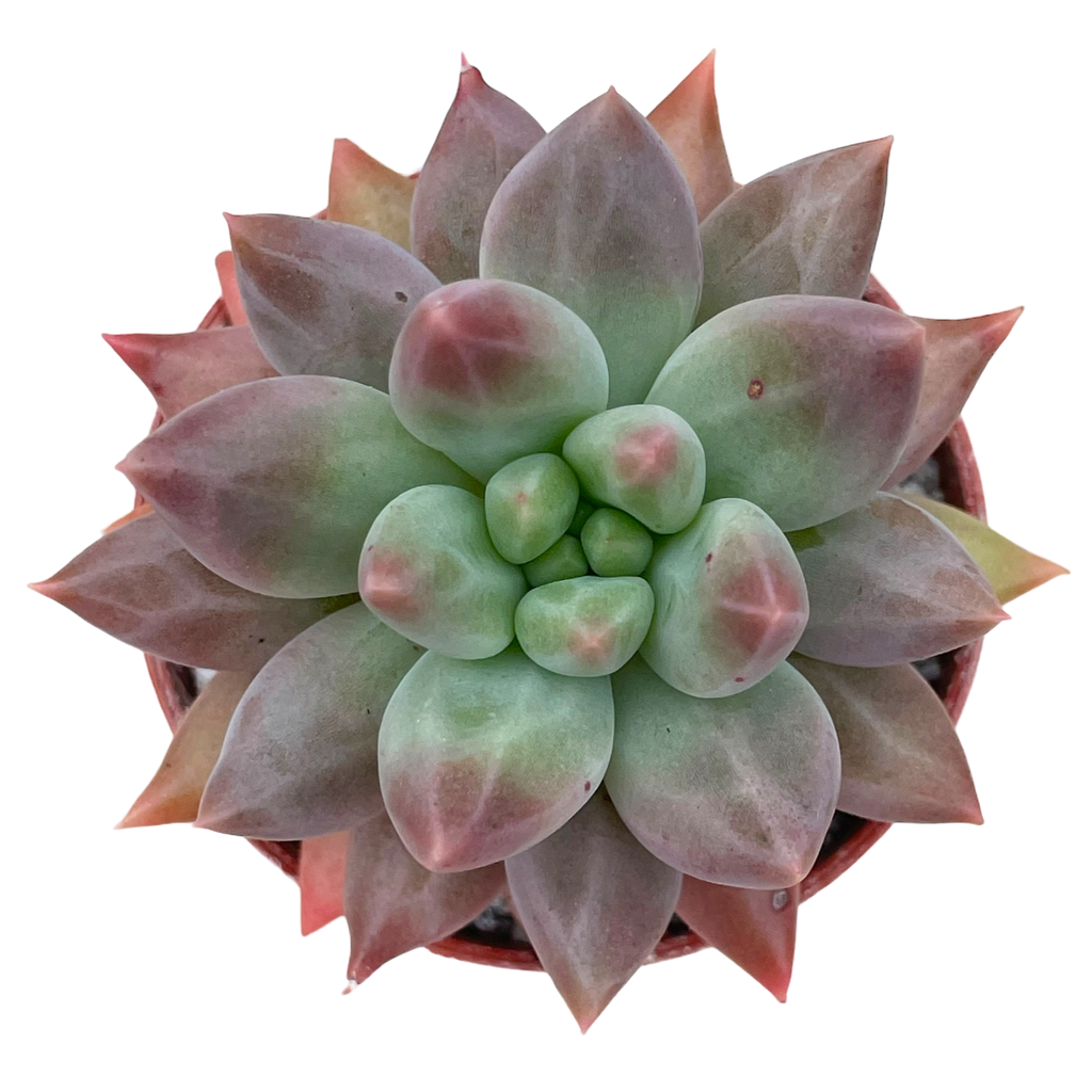 x Pachyveria 'Angel's Finger'