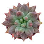 x Pachyveria 'Angel's Finger'