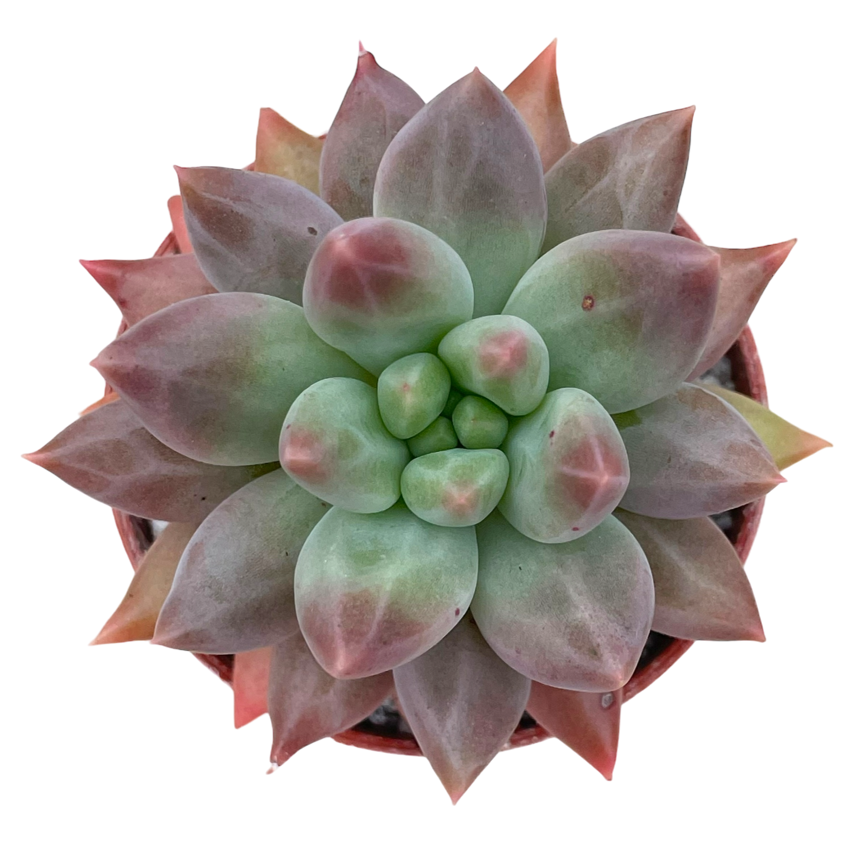 x Pachyveria 'Angel's Finger'
