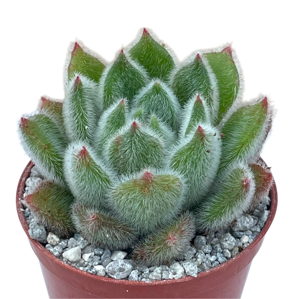 Echeveria 'Doris Taylor'