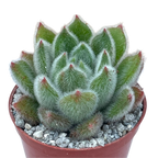 Echeveria 'Doris Taylor'