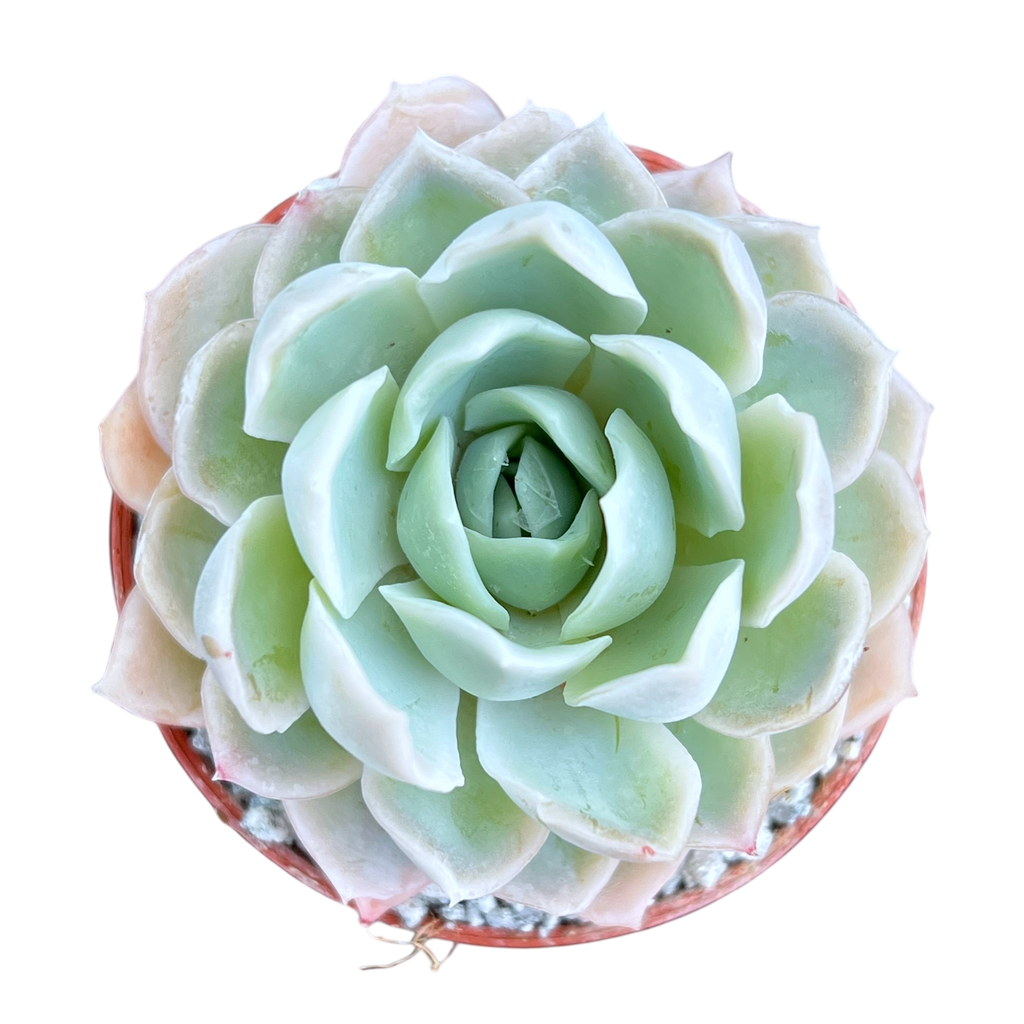 Echeveria 'Elsa'