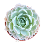 Echeveria 'Elsa'