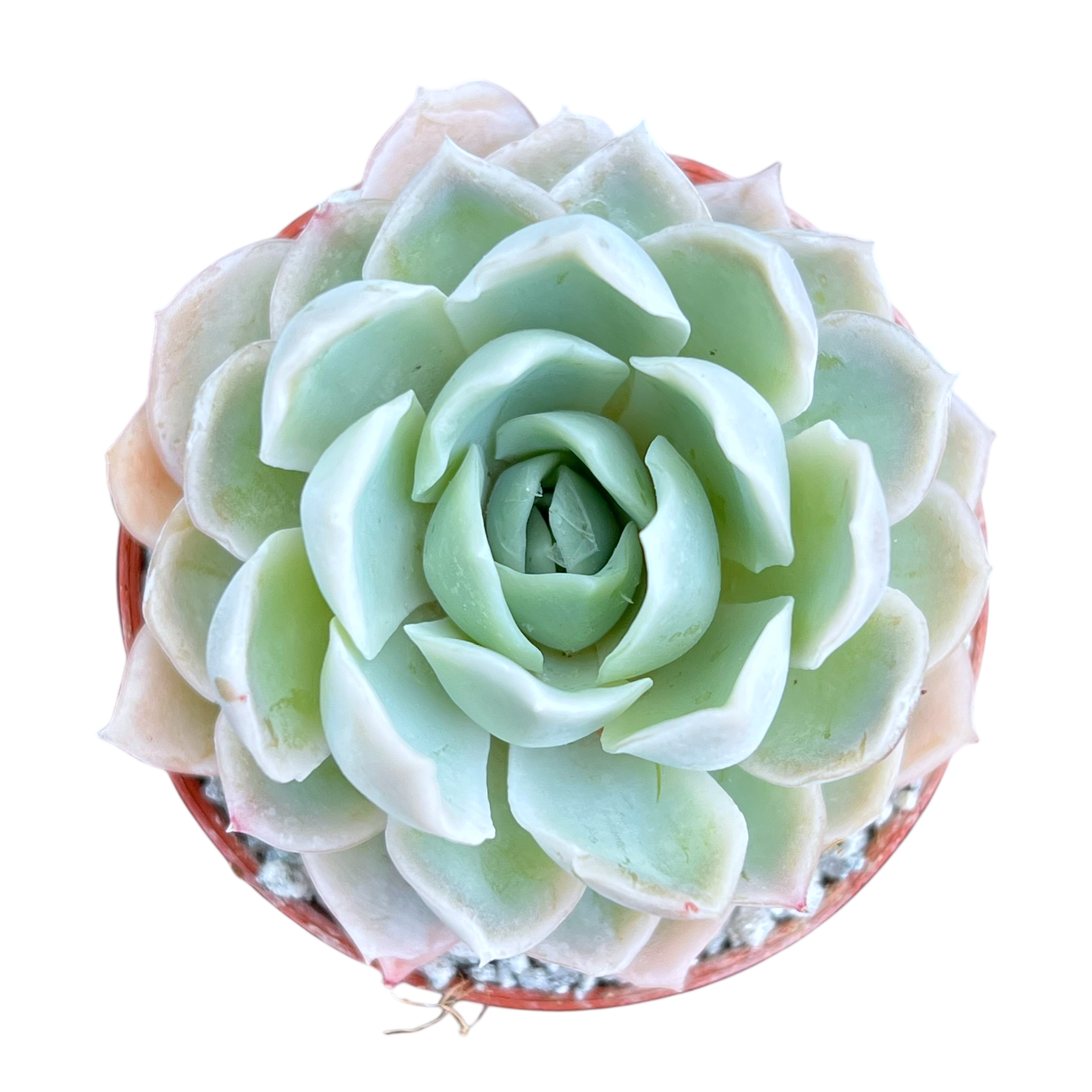 Echeveria 'Elsa'