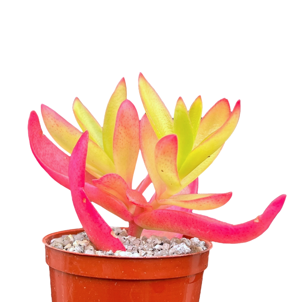 Crassula capitella 'Campfire'