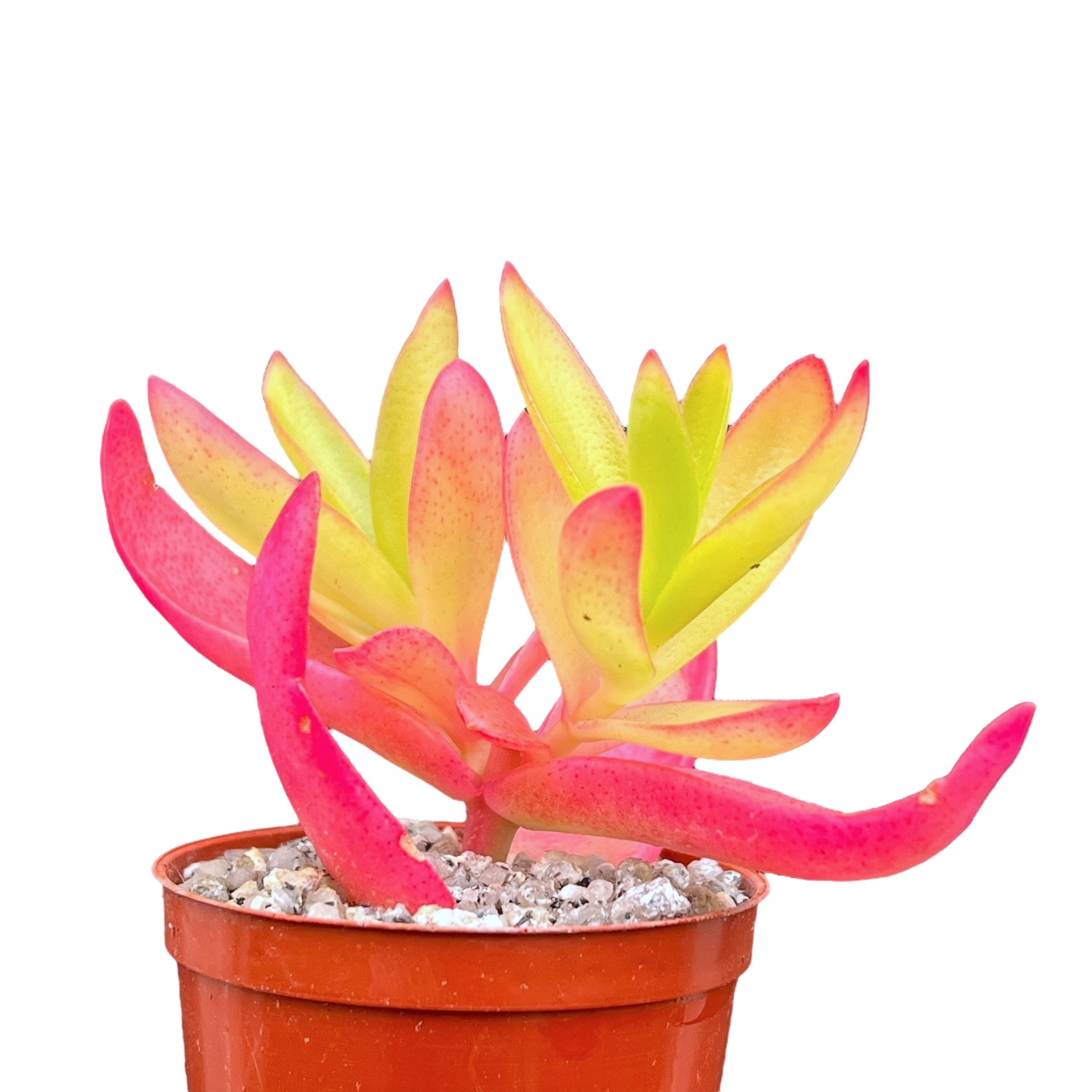 Crassula capitella 'Campfire'