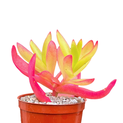Crassula capitella 'Campfire'